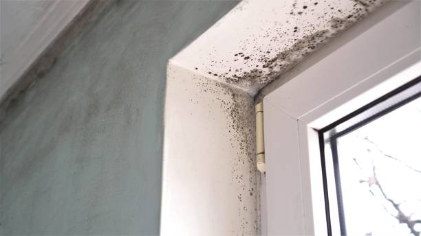 Asbestos and Lead Testing During Mold Inspection in Elbow Lake, MN
