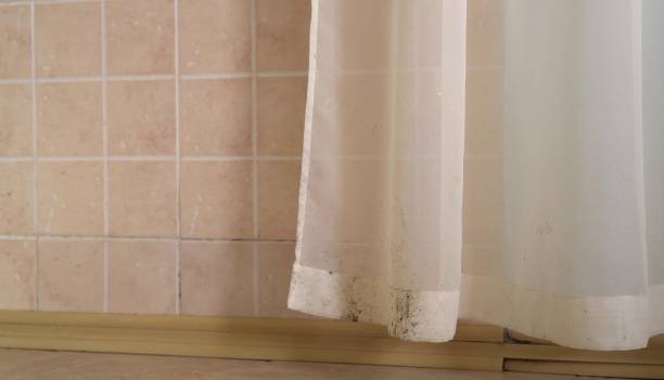 Best Residential Mold Inspection & Testing  in Elbow Lake, MN