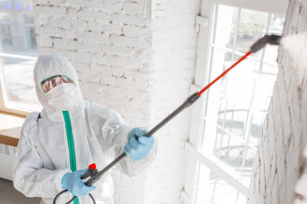 Best Post-Construction Mold Inspection  in Elbow Lake, MN