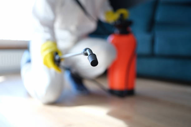 Best Industrial Mold Remediation  in Elbow Lake, MN