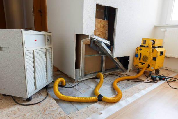 Best Real Estate Mold Inspection  in Elbow Lake, MN