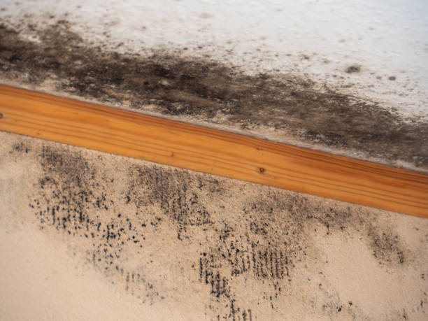 Professional Mold Removal in Elbow Lake, MN