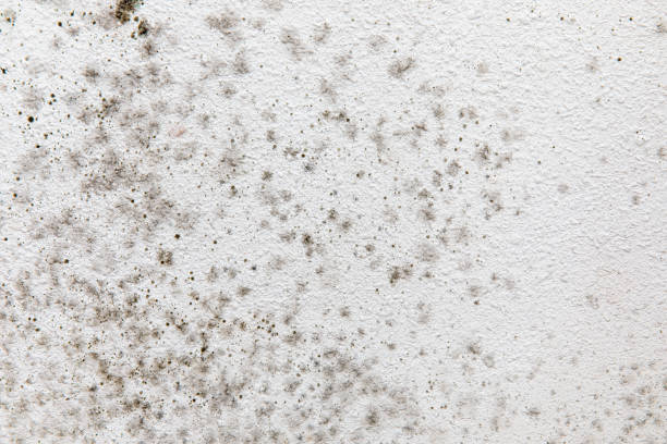 Best Commercial Mold Inspection  in Elbow Lake, MN